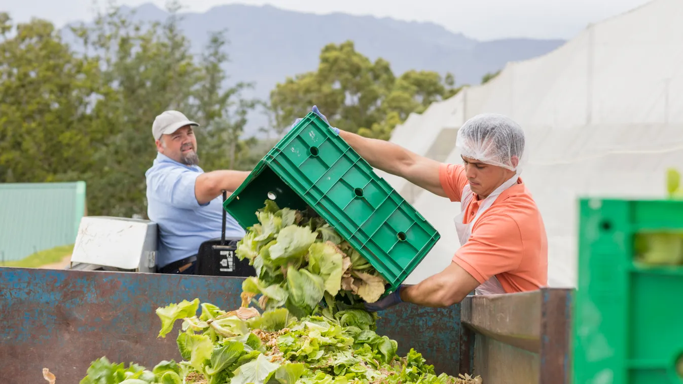Workers on vegetable farm dumping old cabbage