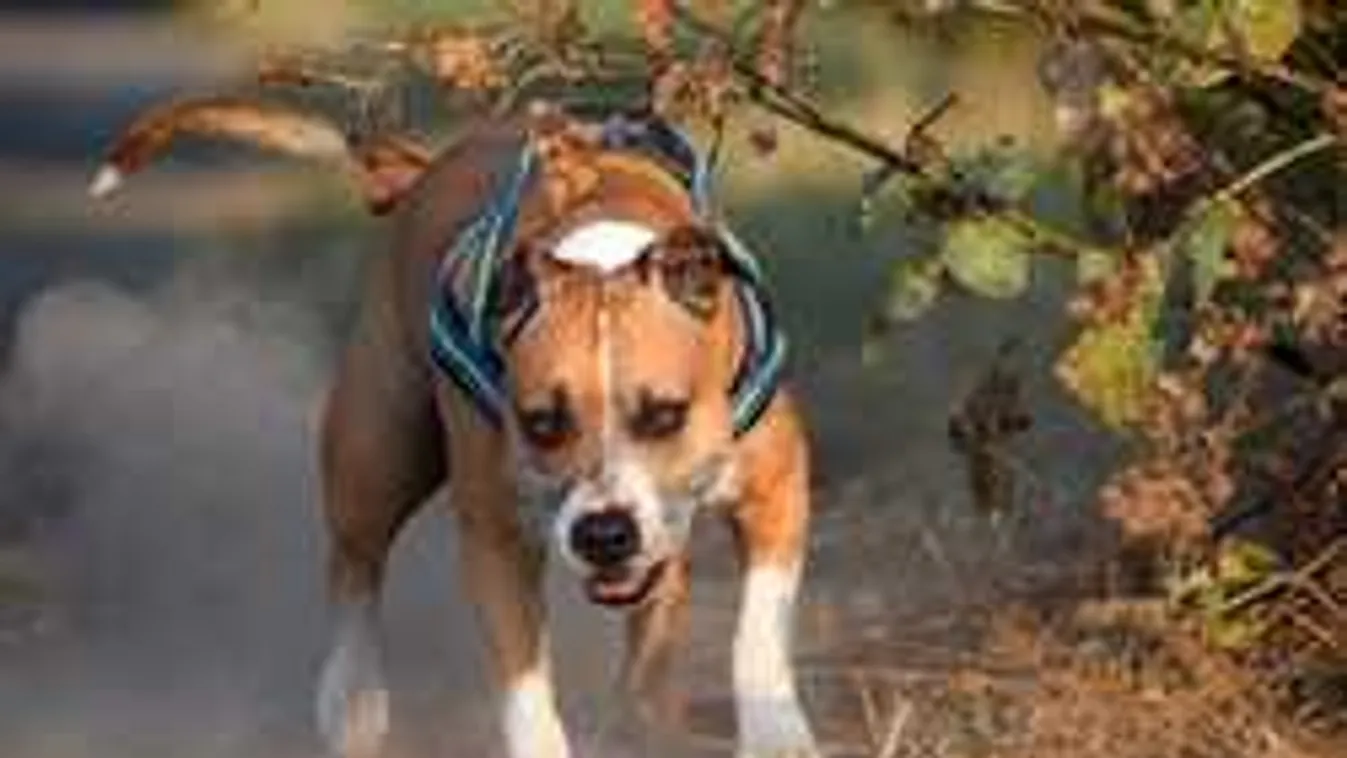 Ezek voltak az utolsó szavai az újszászi kutyatámadás áldozatának