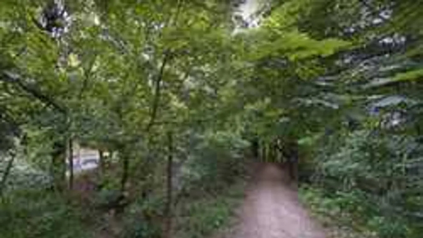 Sokkoló látvány az erdőben: Elszenesedett holttestet találtak Óbudán