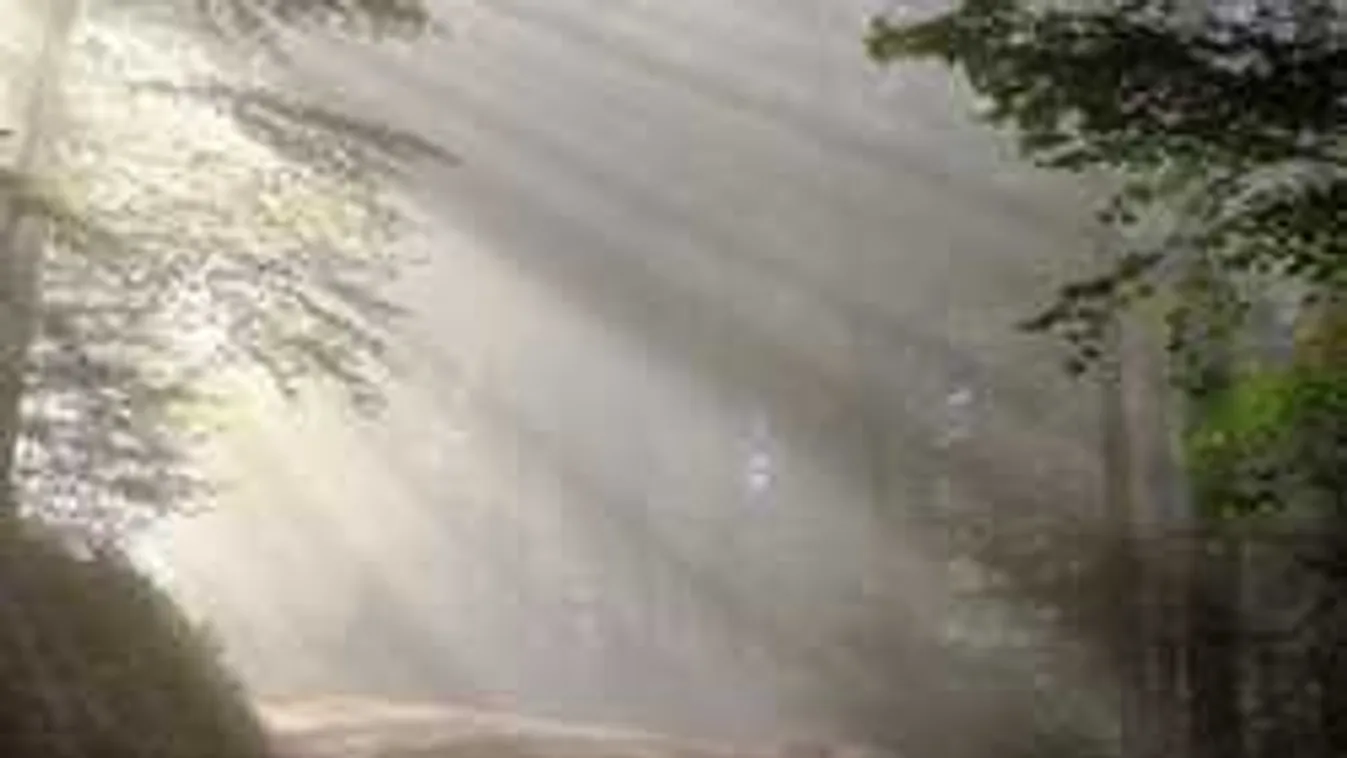 Elképesztő felfedezés: Hihetetlen, mit találtak a dunántúli erdőben