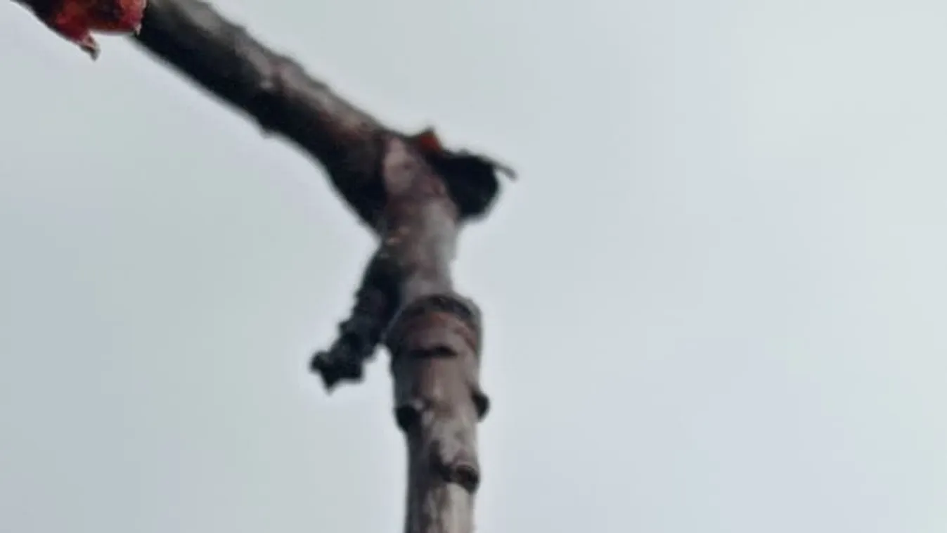 Meglesz a böjtje az áprilisi télnek: ezek a gyümölcsök vannak veszélyben