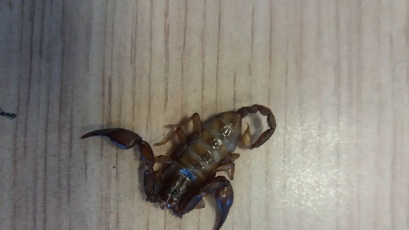 Skorpió hozta a frászt egy Pest megyei családra és egy raktár dolgozóira