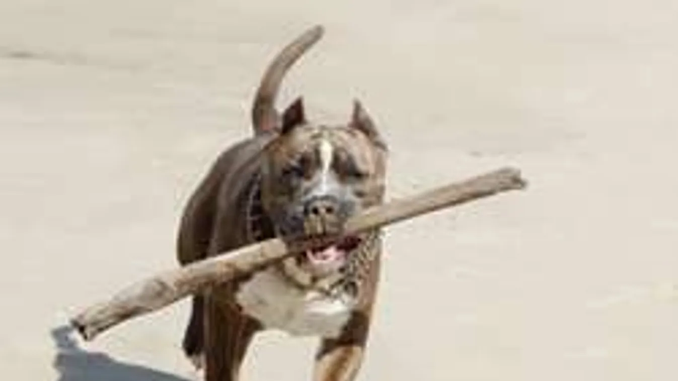 Kisfiú fülét tépte le a megvadult terrier