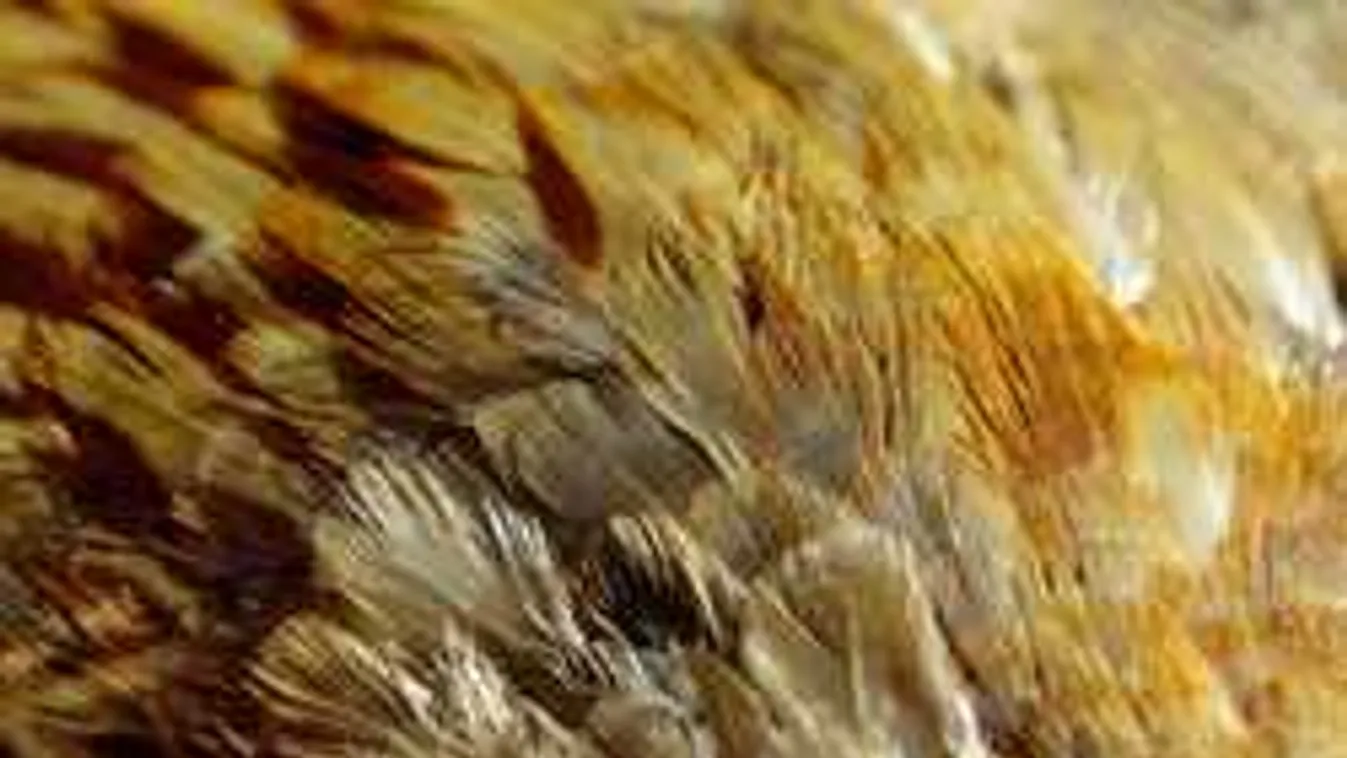 Zseniális magyar szabadalom: baromfitoll-hulladékból szigetelőanyag