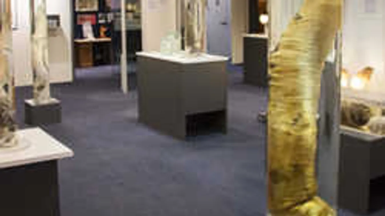 Eszméletlen, hogy milyen sokféle pénisz létezik