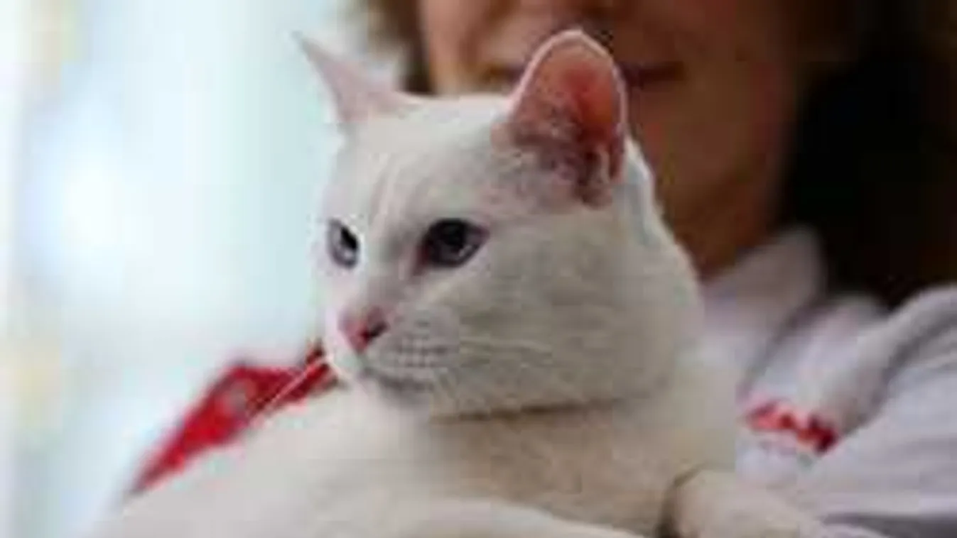 Süket macskán ámul a világ, ő lesz a foci-vb főszereplője