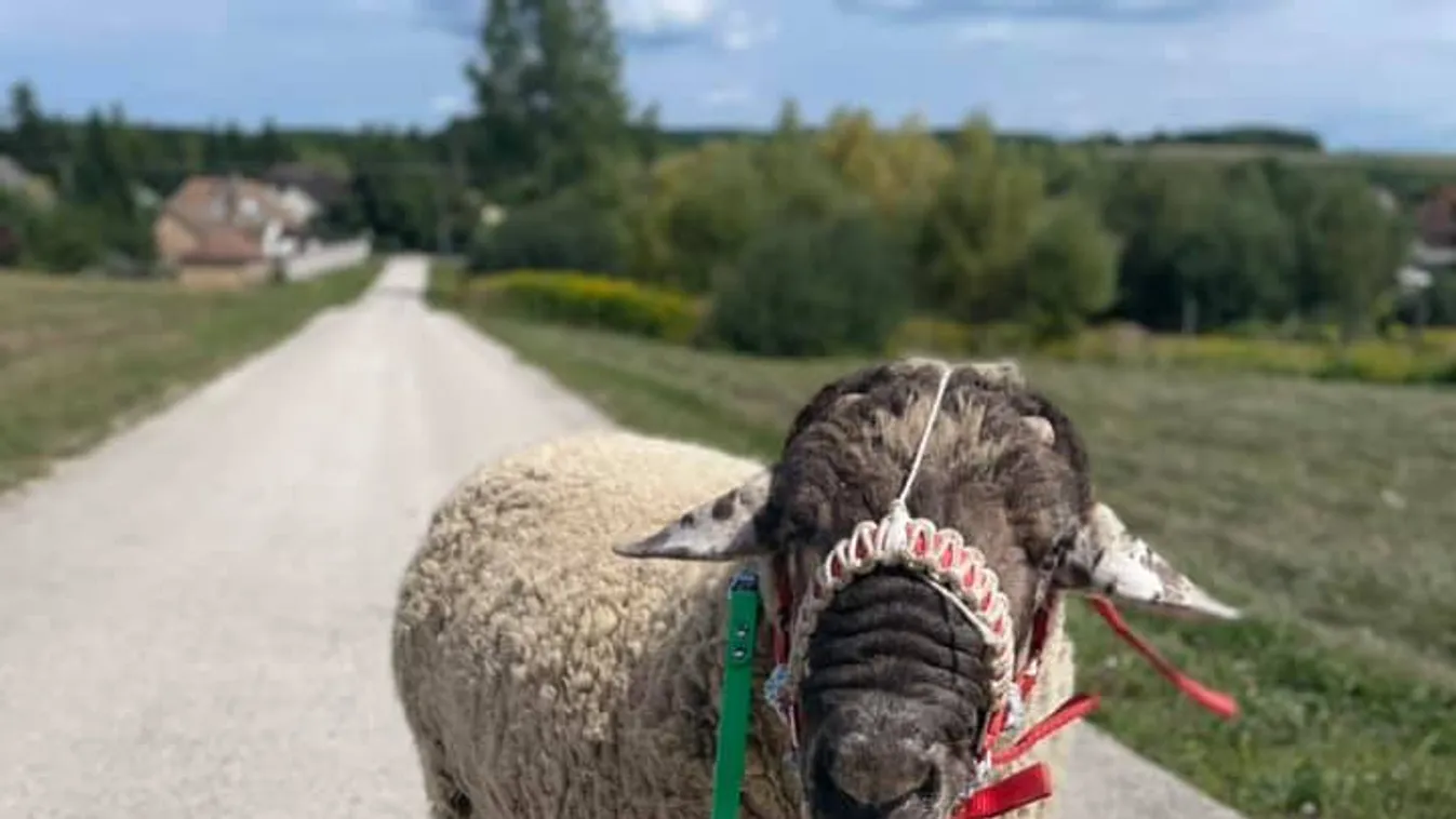 Nem hiszed el, különleges birkával gyűjti a lájkokat a magyar lány a TikTokon