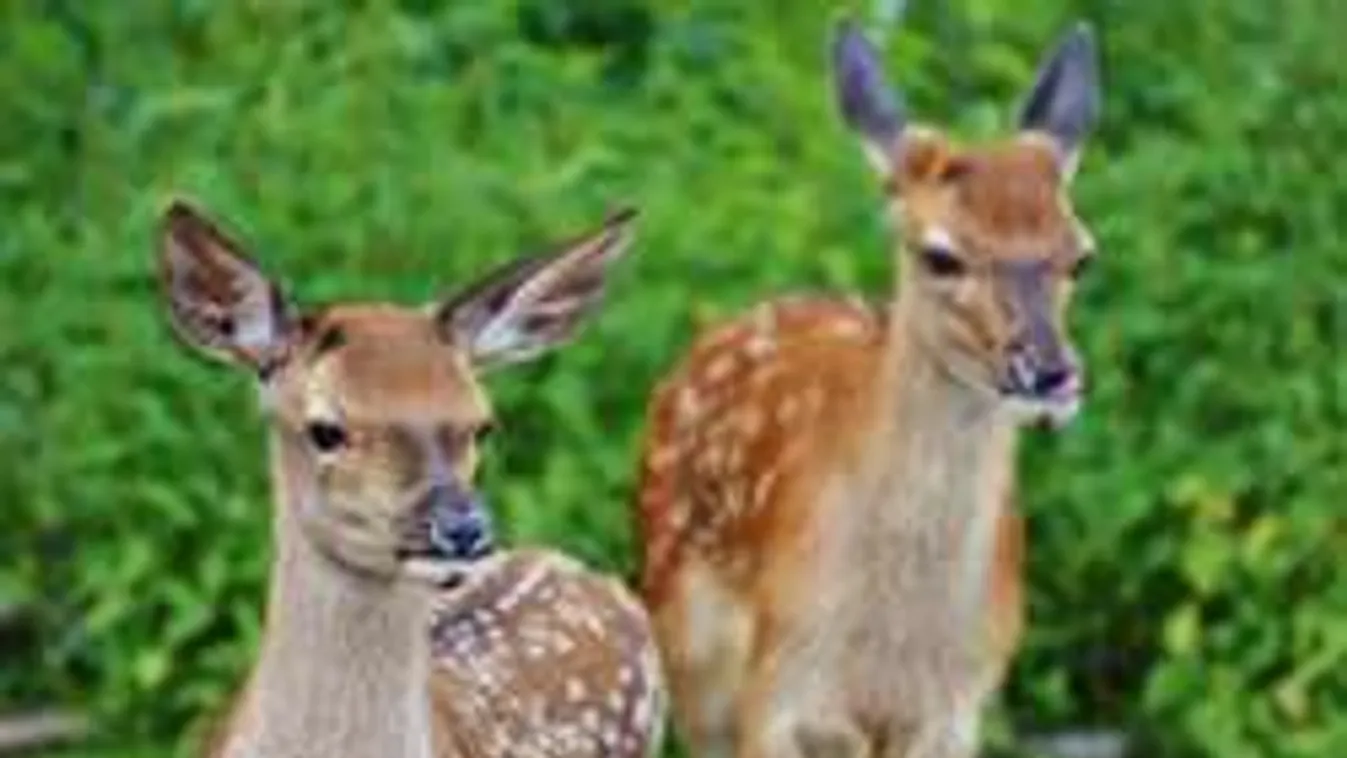 Szerelemes őzek az utakon - így kerüld el őket!
