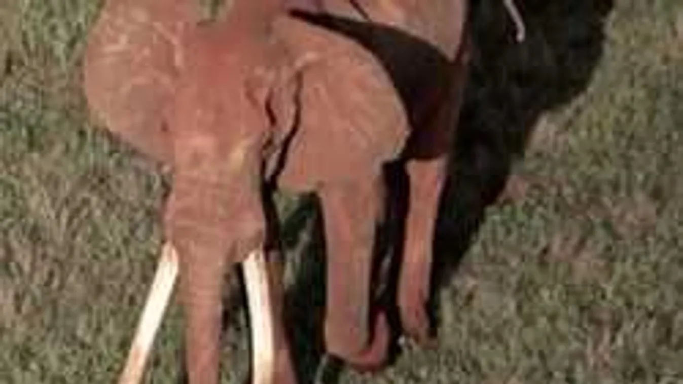 Vadorzók áldozata lett Afrika legidősebb elefántja