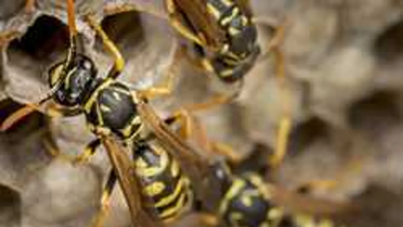 Az utcán kapott rohamot a budapesti kislány, meglepetés volt a segítség