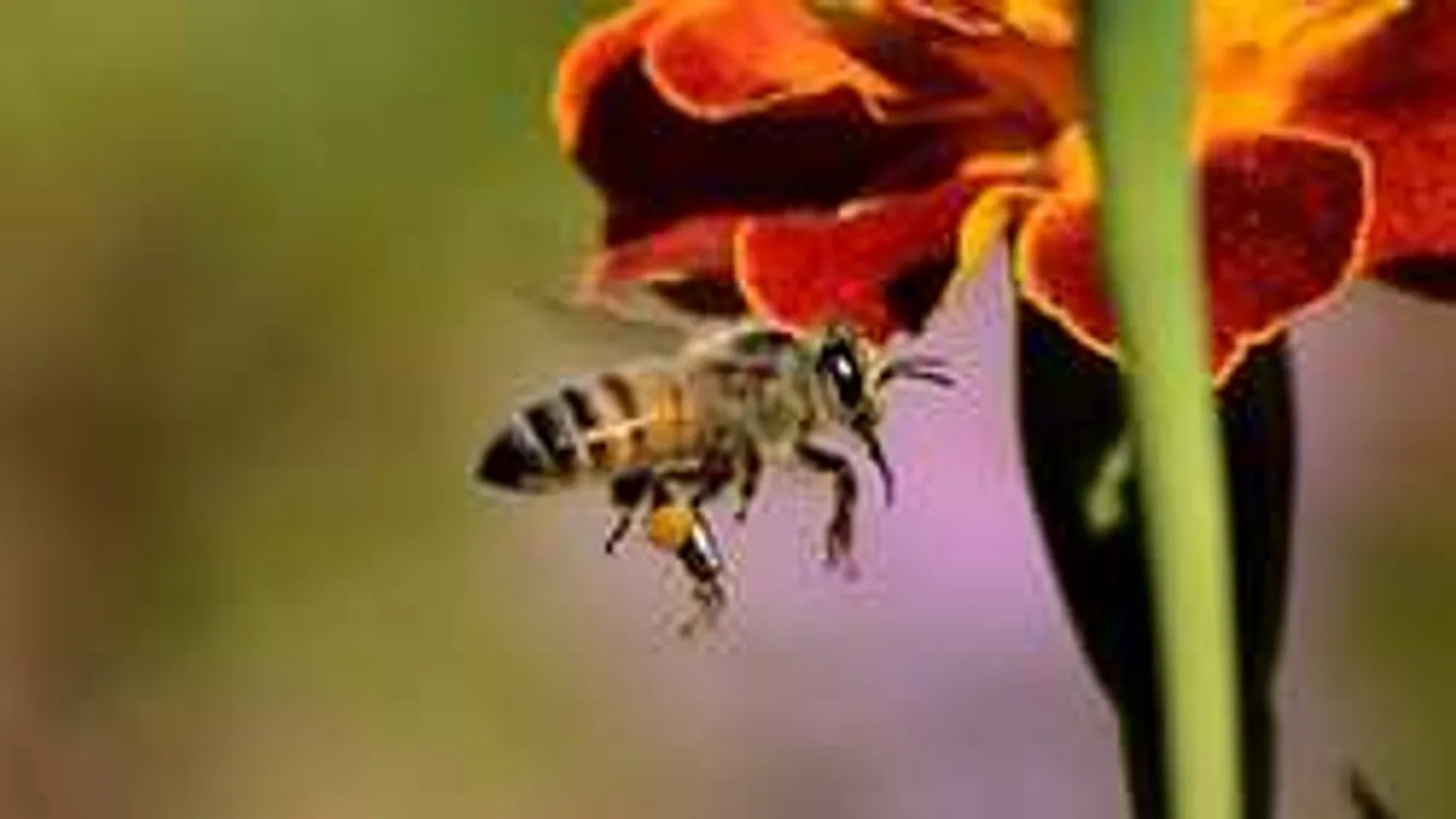 A tudatlan méhészek miatt nem lesz idén mézünk?