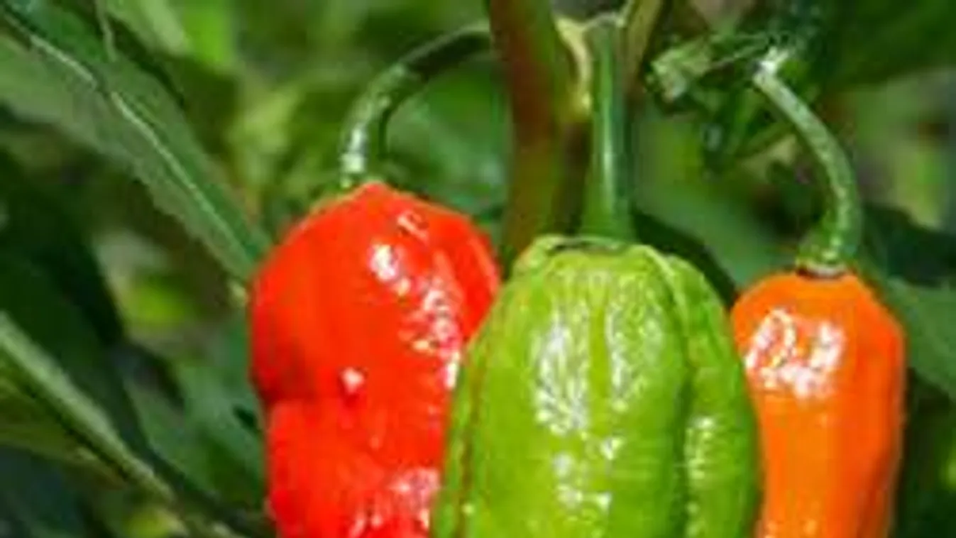 Műteni kellett, annyira rosszul lett a méregerős csilitől