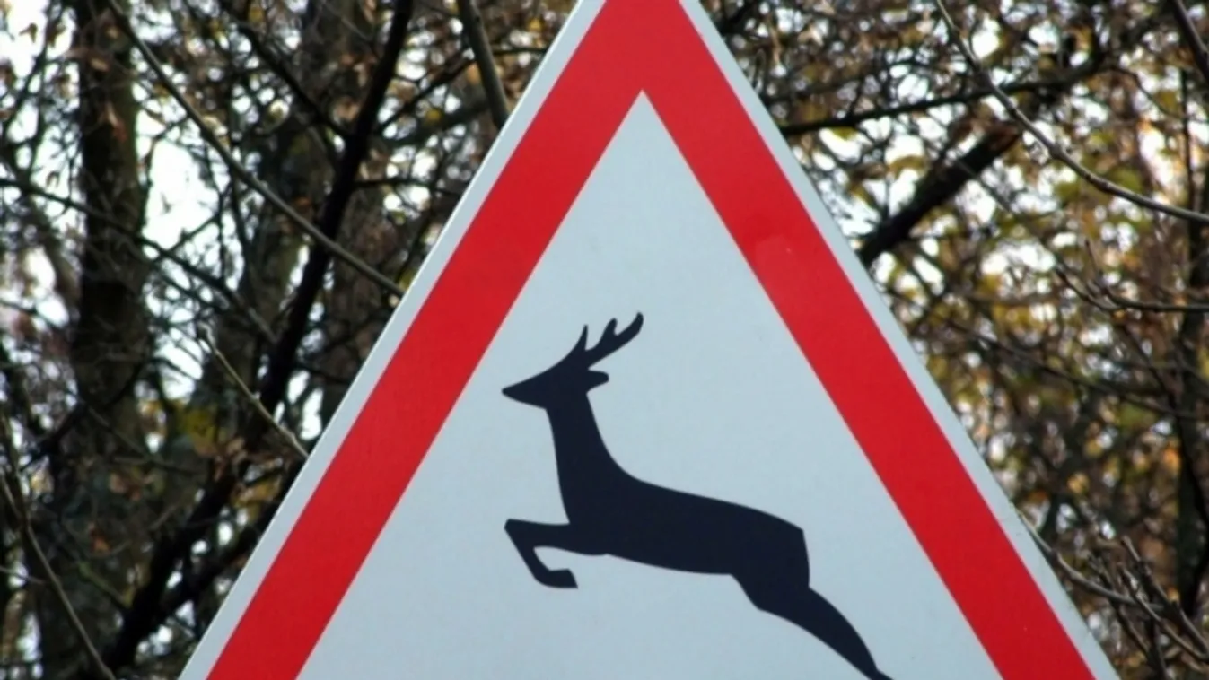 Állati baleset történt Gyöngyössolymosnál, két autó is megsérült