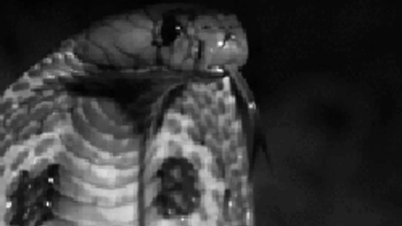 Brutális videó: Így intézi vitáit egy királykobra