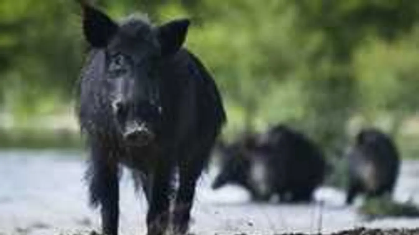 Előkerült egy videó: így támadt vaddisznó a piros kabátos nőre