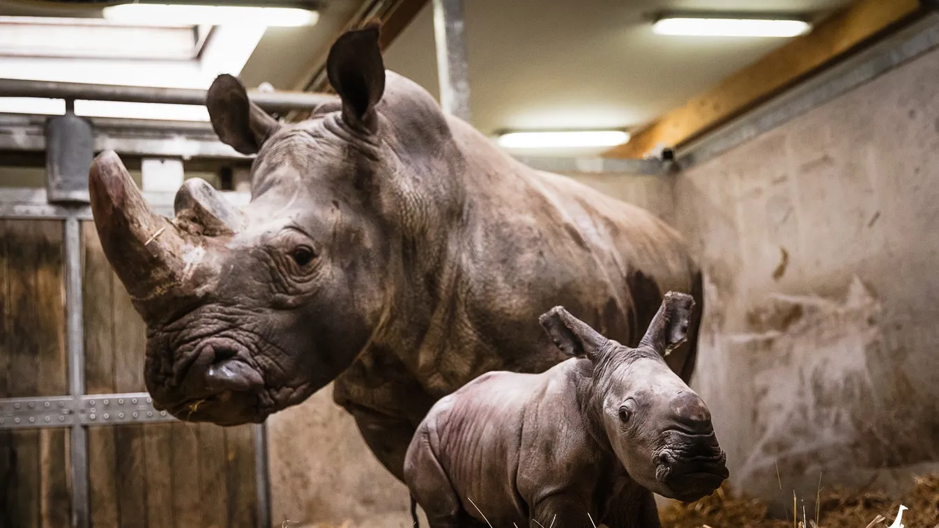 Nemsokára látható a veszprémi orrszarvúbébi