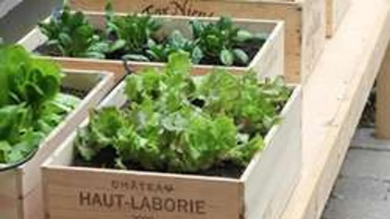 Hoppácska! Elrugaszkodott a földtől a kert! Nem kell többé hajlongani!