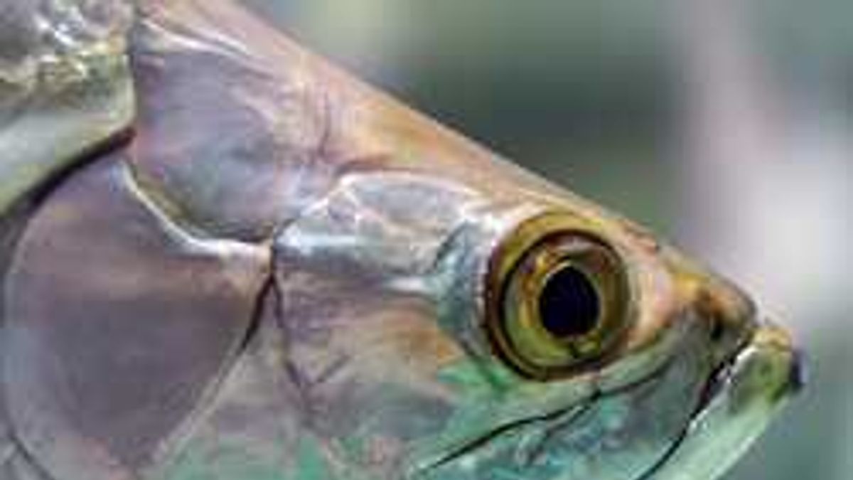 Какие глаза у рыб. Глаз рыбы. Голова рыбы. Рыбий глаз рыба. Рыбья морда.