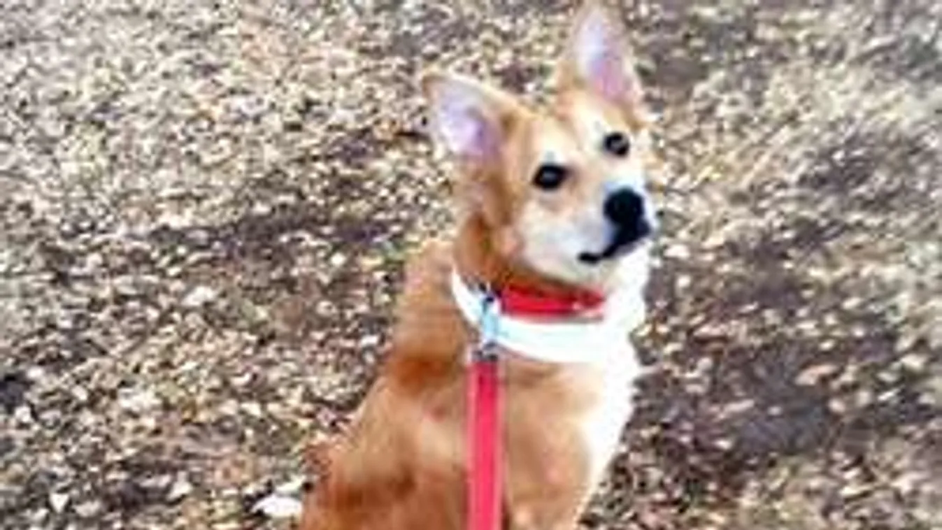 Egy kutyáért hagyta el a vőlegényét