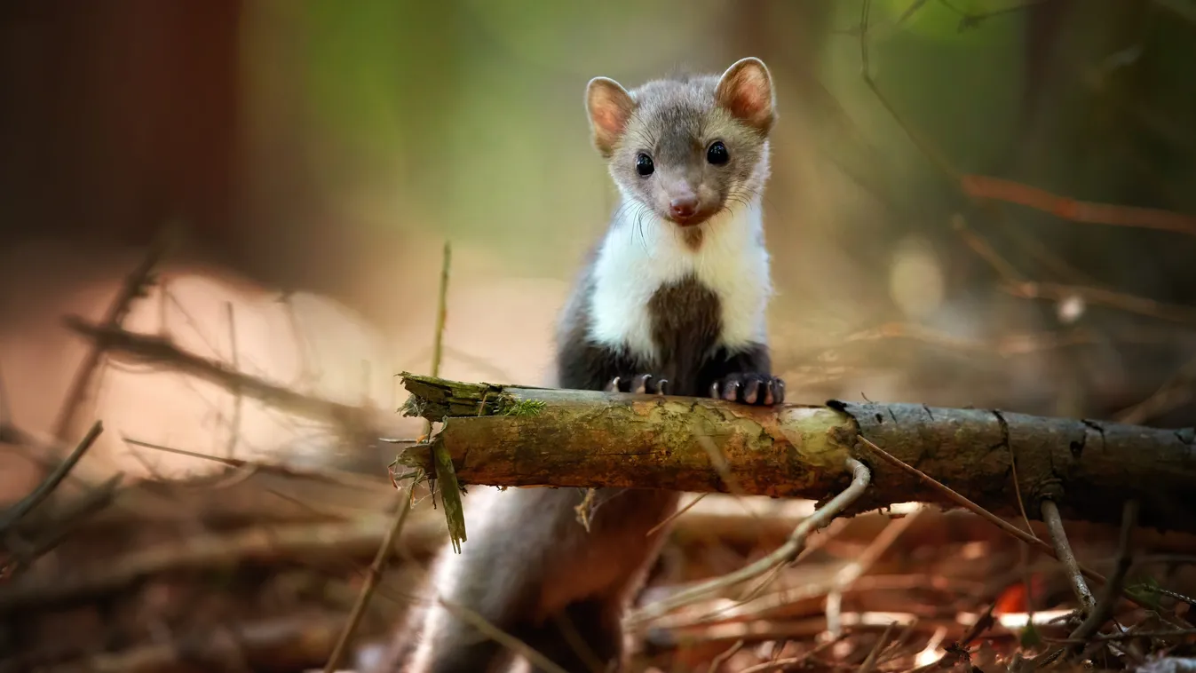 Attentive,Stone,Marten,,Martes,Foina,,Standing,On,Rear,Legs,,Staring