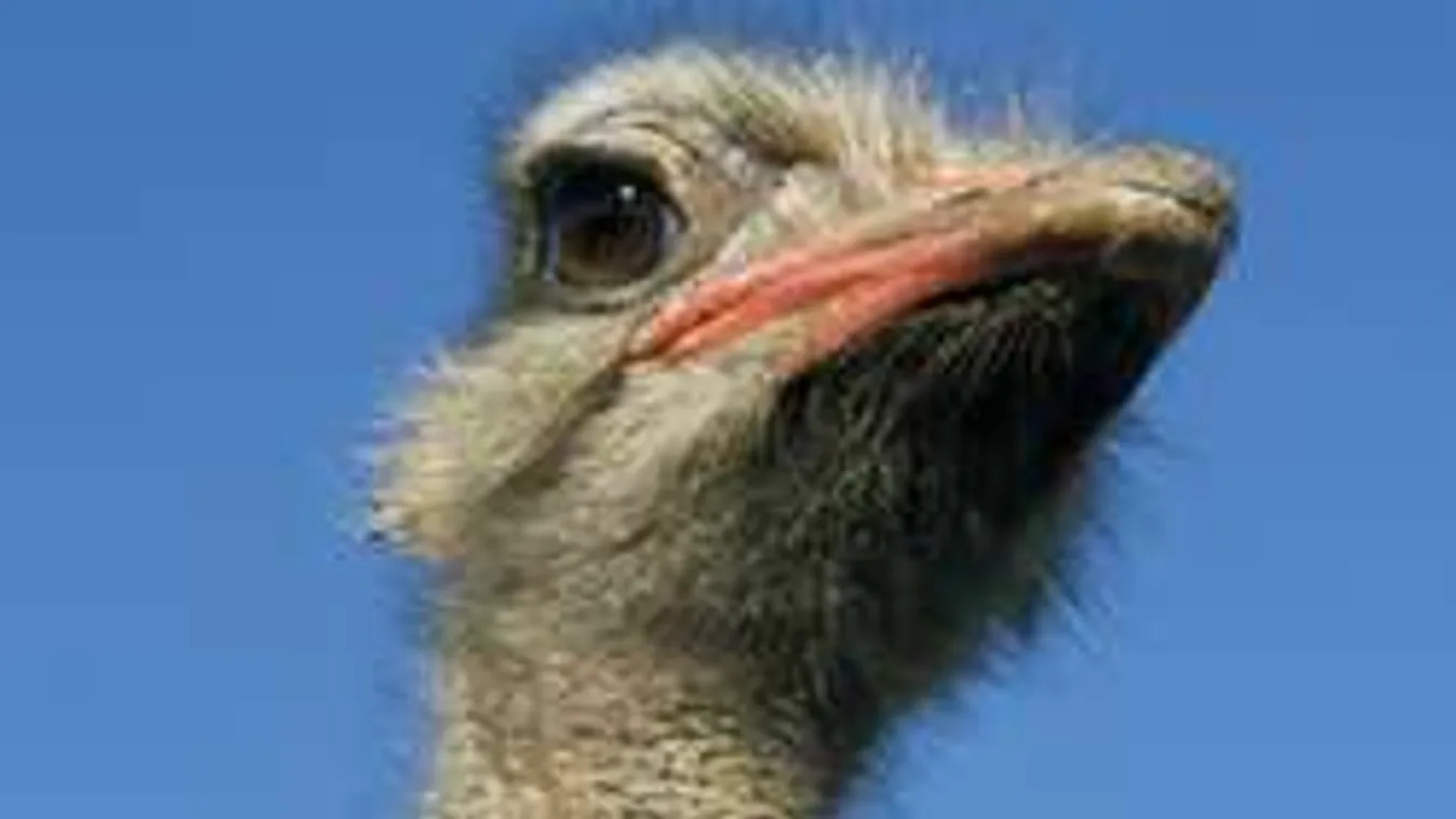 Strucc kergette meg a bringásokat az országúton - videó