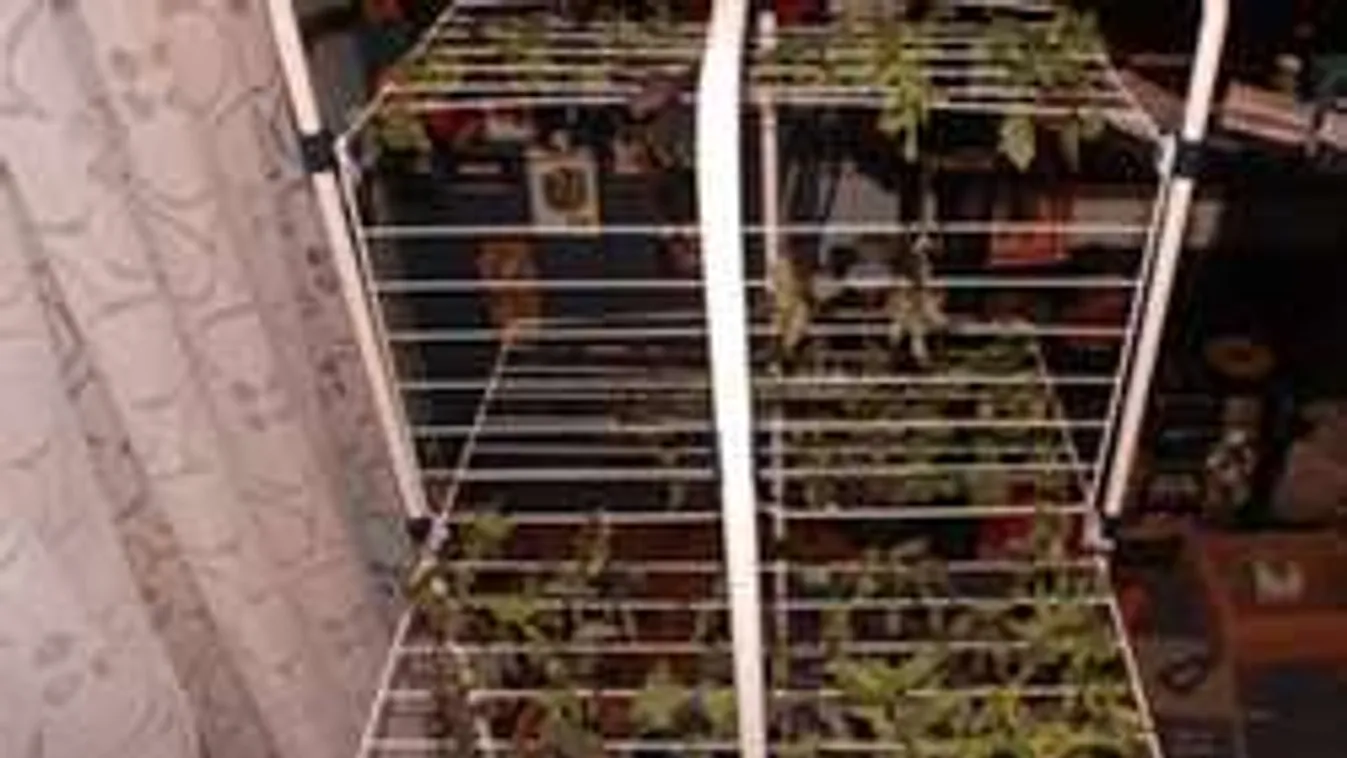 Annyi marihuánát termesztettek, hogy a ruhaszárítón is az száradt!