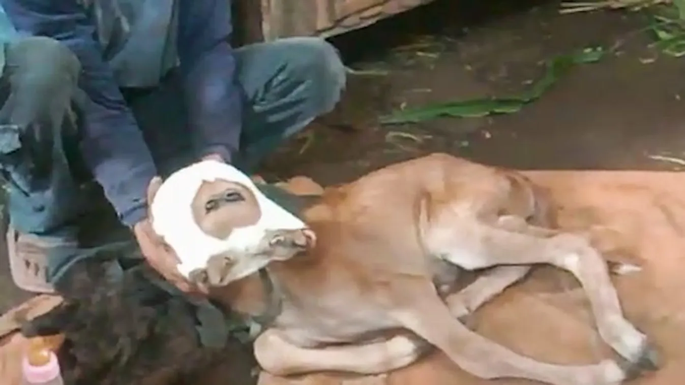 Ledöbbent a gazda: hátborzongató lényt ellett az egyik tehene – fotó