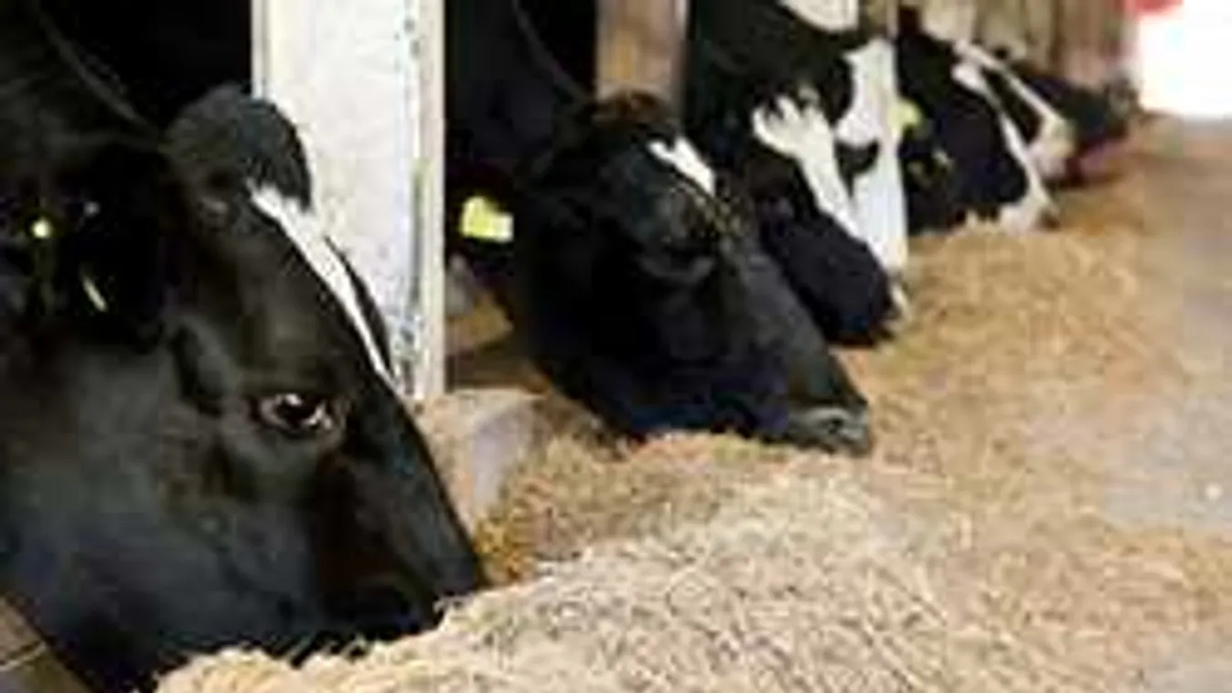 Génkezelt húst eszünk anélkül, hogy tudnánk róla