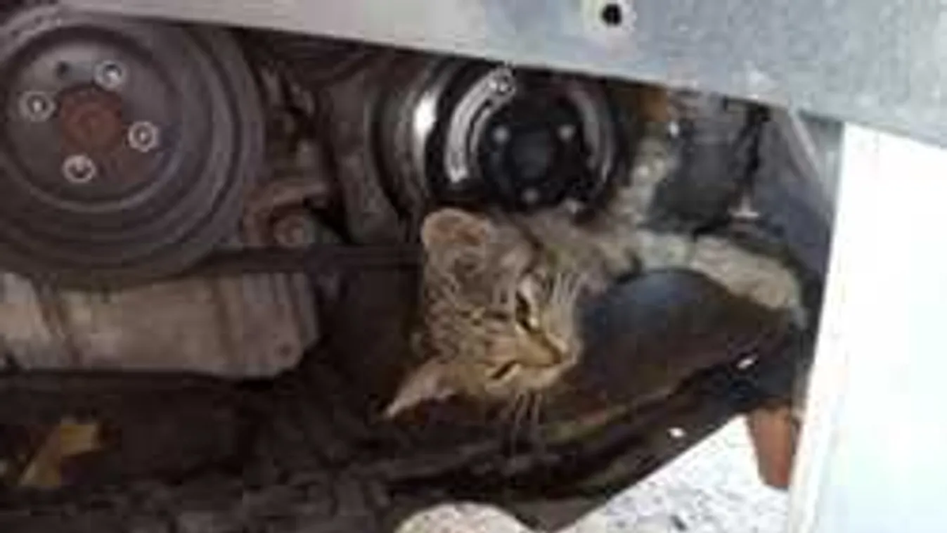 Megható összefogás: autóba szorult cicát mentettek