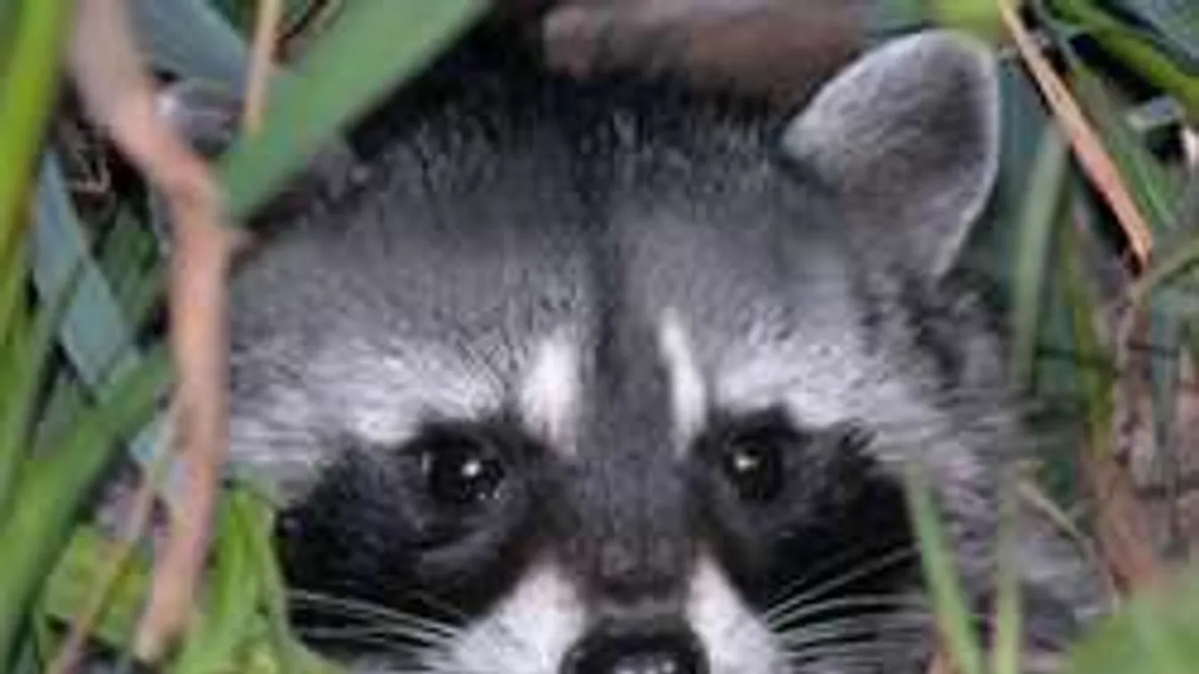 Ezért nem kell mosómedvét fotózni!