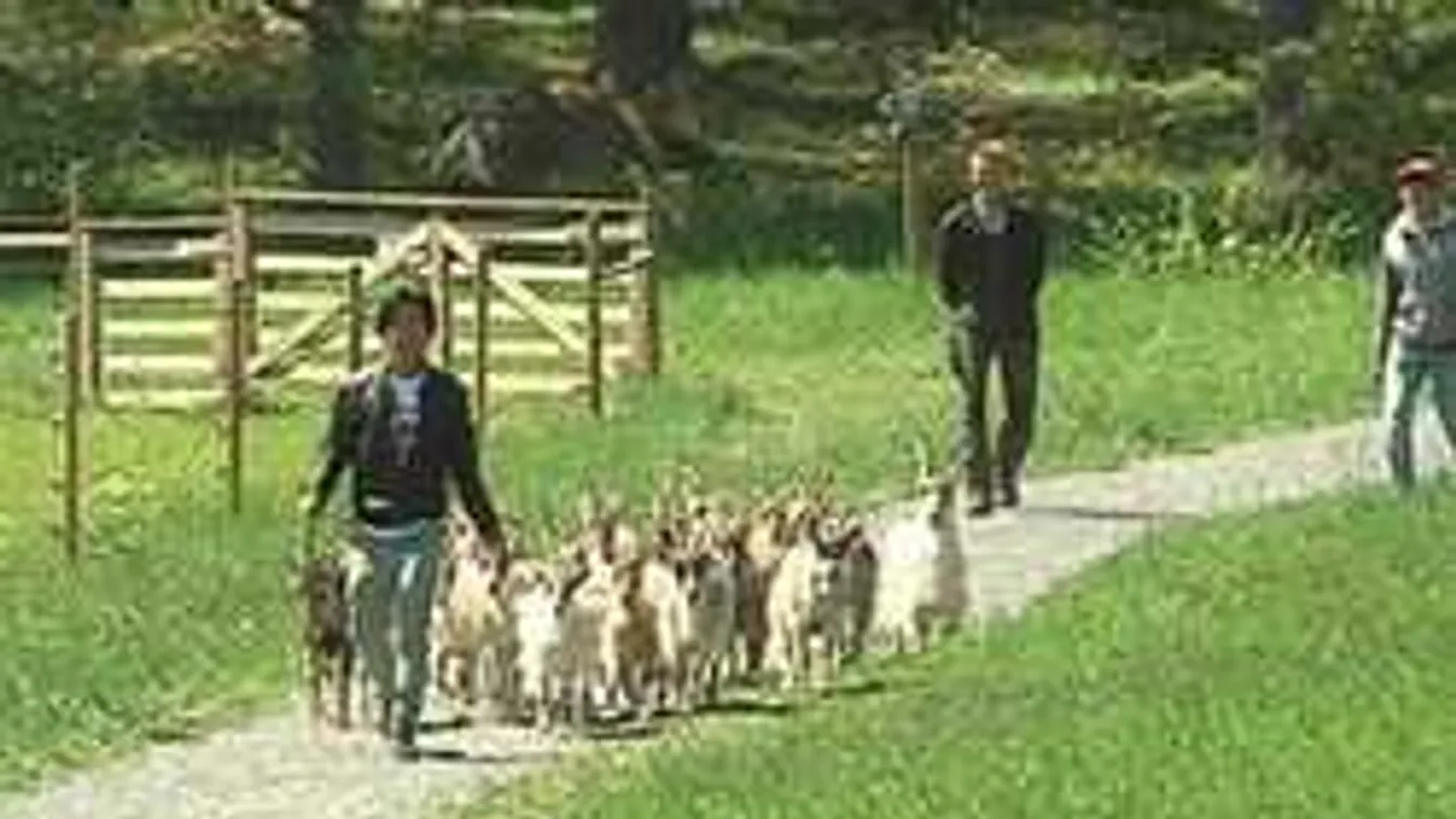 20 kecskét vettek a svédek a migránsoknak, hogy legyen munkájuk...