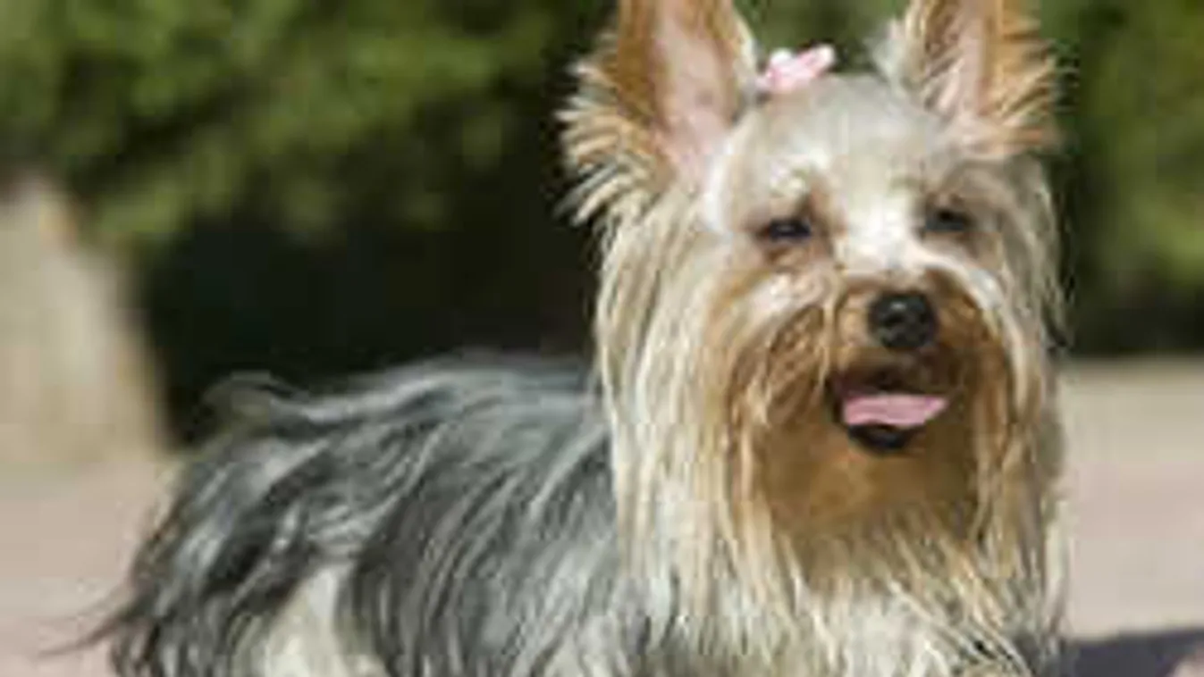 Elképesztő átverés! Már semmitől sem riadnak vissza a magyar csalók