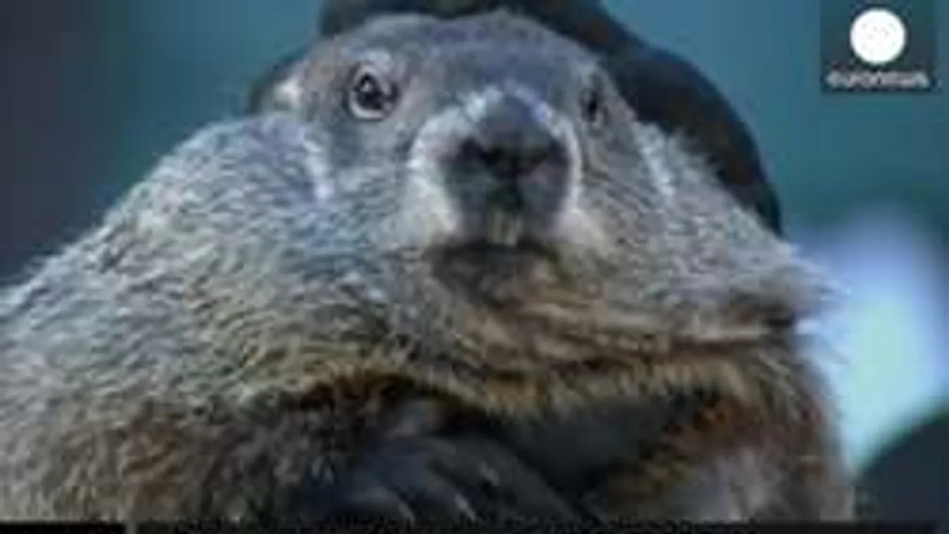 Phil, a mormota megmondta, mikor köszönt be a tavasz!