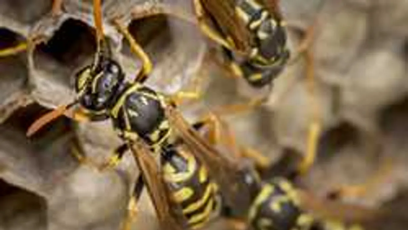 Dühödt darazsak ezrei támadtak a Tolna megyében élő családra