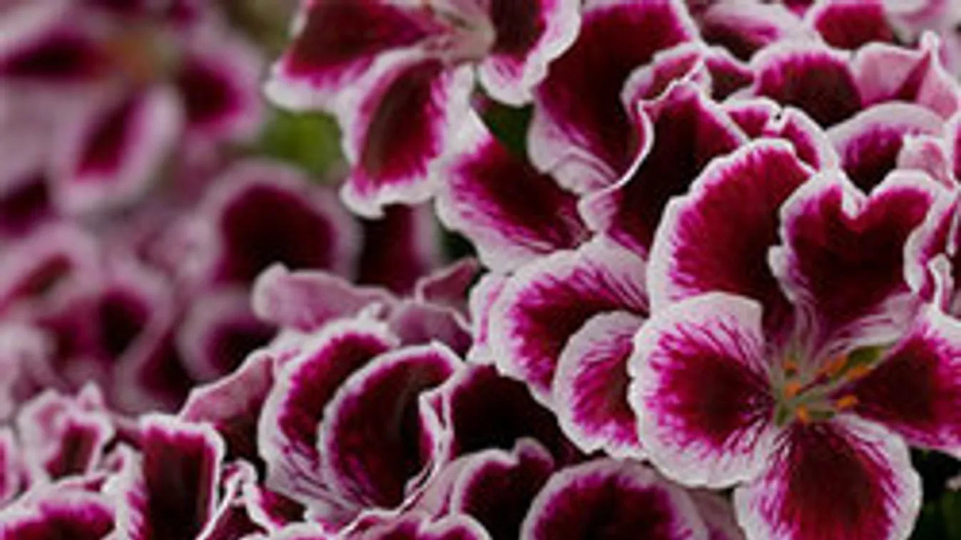 7+1 ok, amiért imádjuk a muskátlit