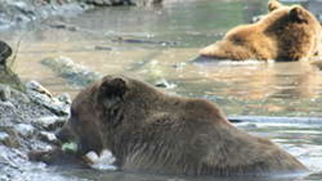 Máris őszt jósolnak a jászberényi medvék!