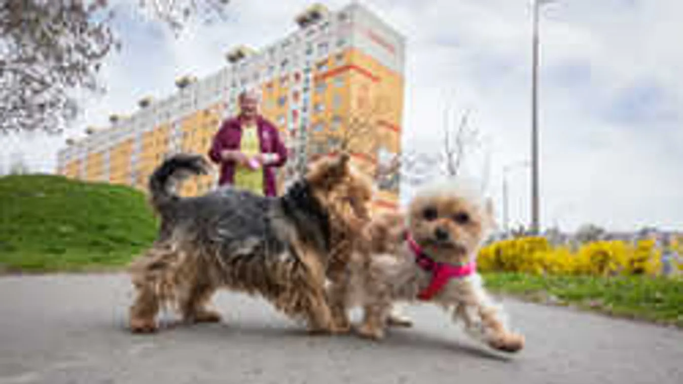 A kutyások állnak nyerésre a panelekben!