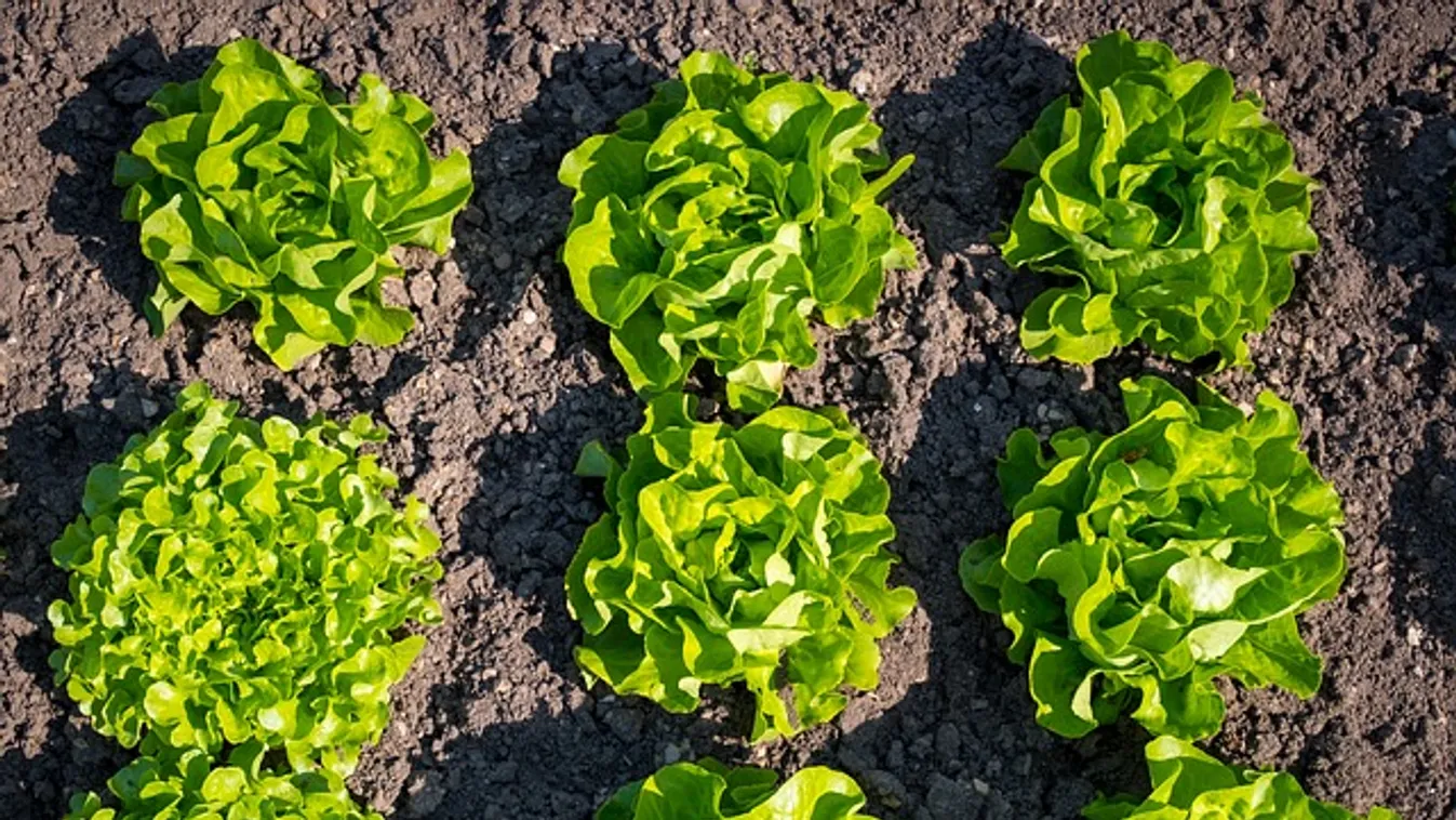 Nem bírsz magaddal? Irány a kert, ezt kell most ültetni