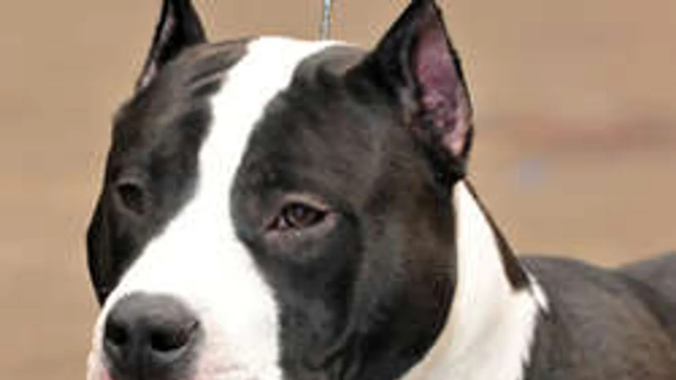 Mentőhelikopter repült a kutyatámadás áldozatáért