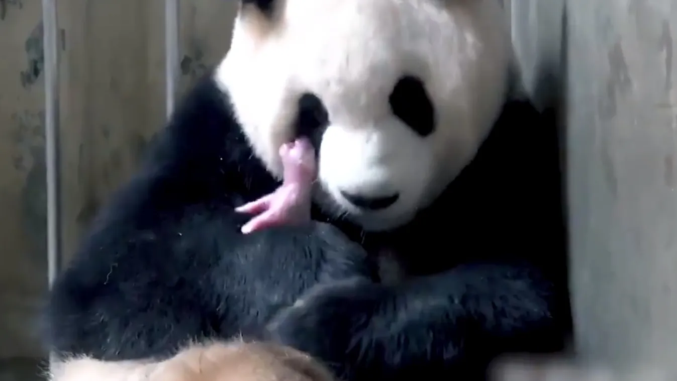 Rekordsúllyal jött világra a cuki pandabébi – videó
