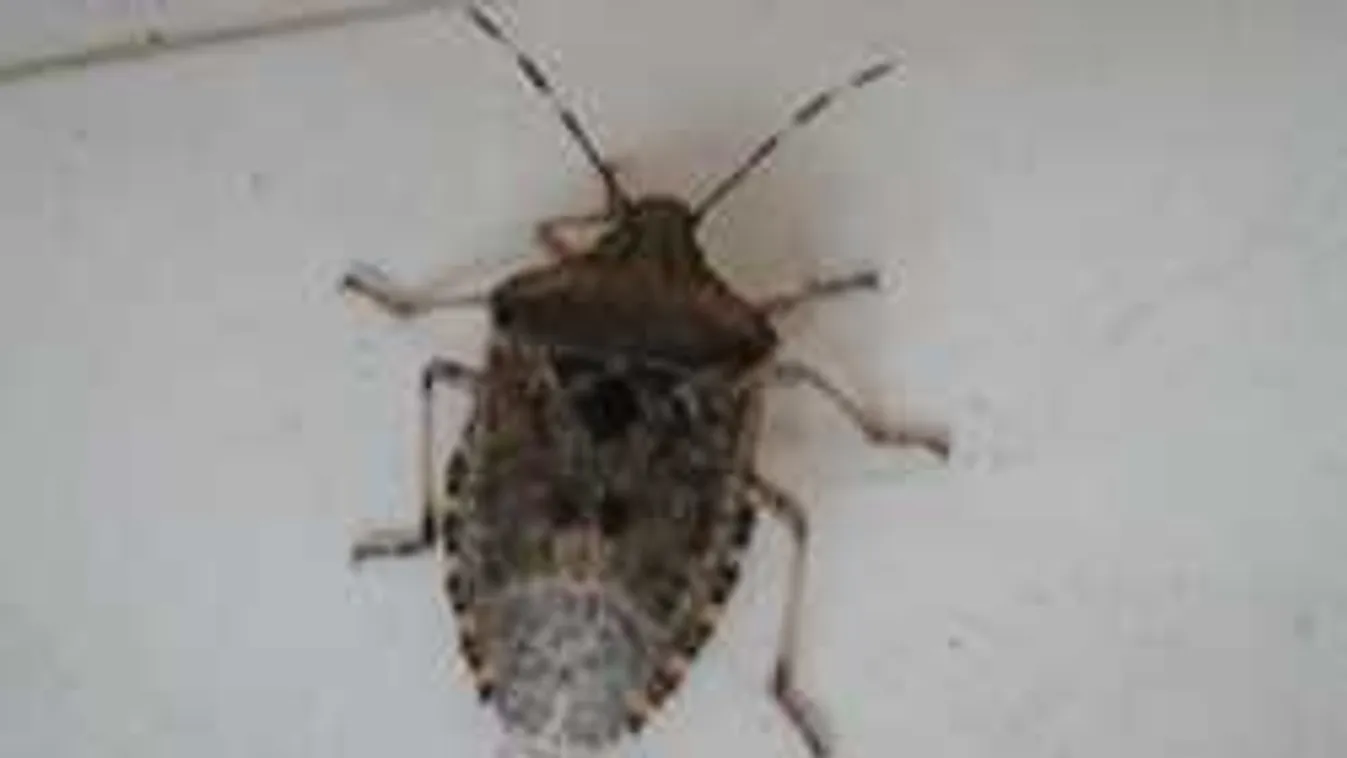 Az emberi butaság miatt szenvednek a panelházakban