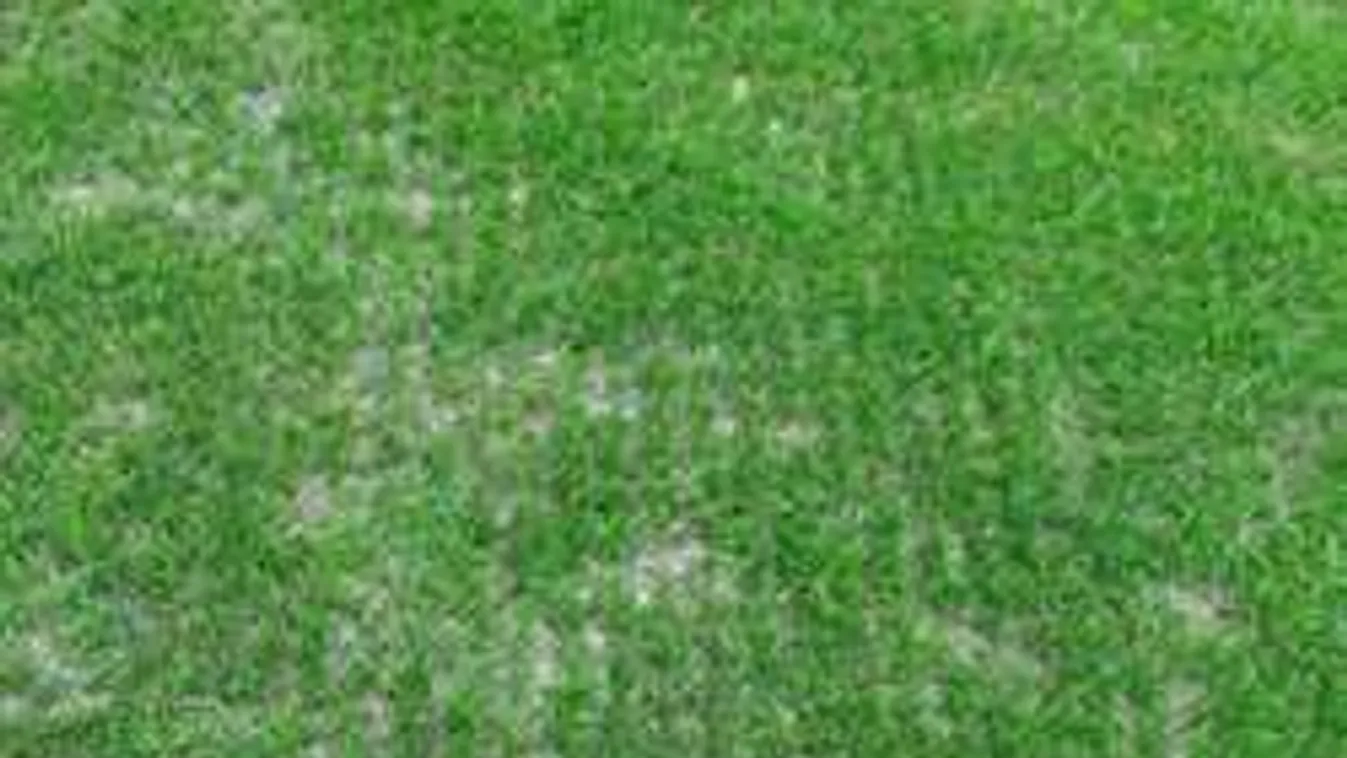 Valami bűzlik, trágyával várják Dárdaiékat