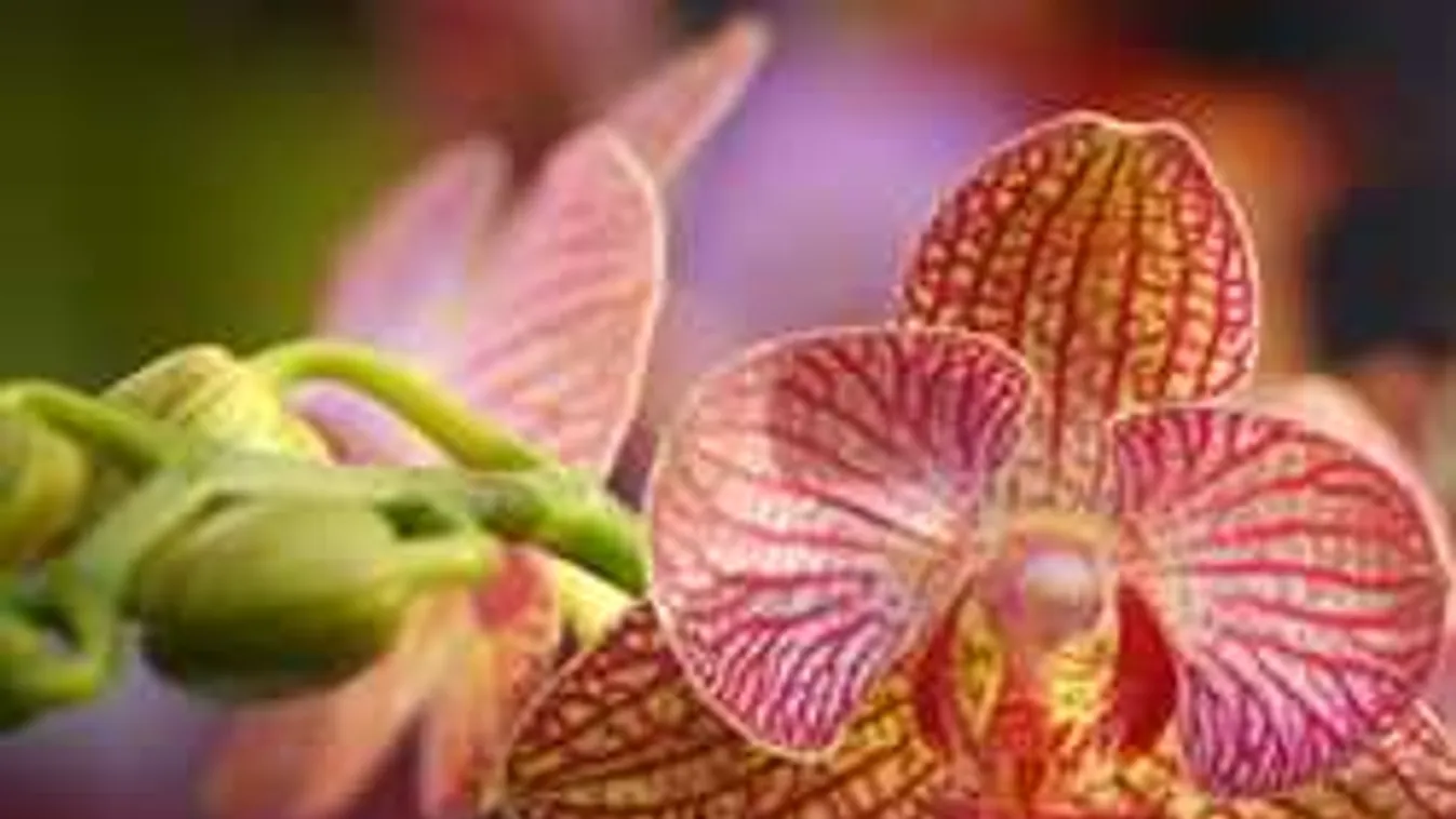 Nem virágzik otthon az orchideád? Mutatjuk pontosan, hogy kell öntözni