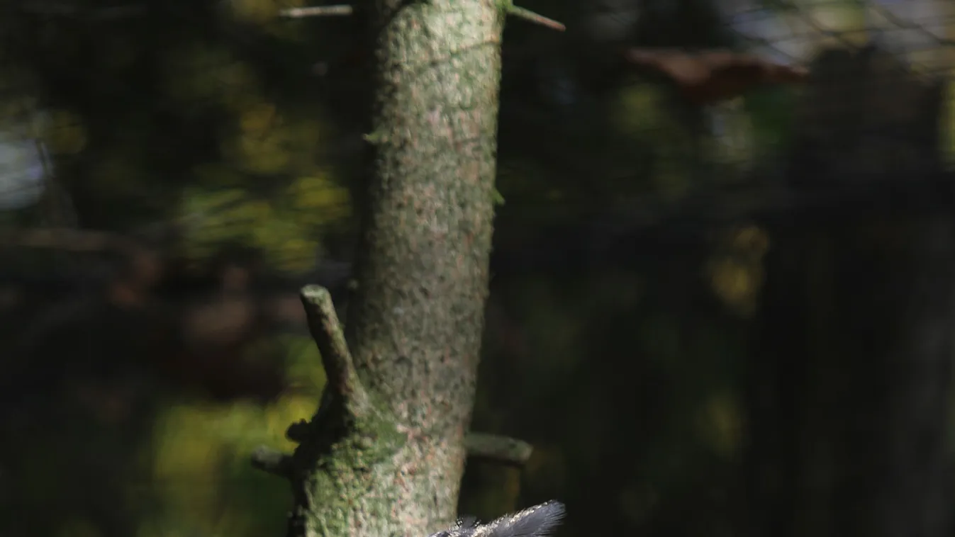 Meglepődött a kocogó: leütötte egy bagoly