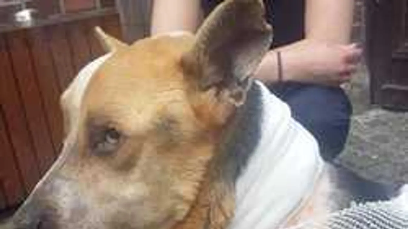 Feketében gyülekeznek a focidrukkerek!