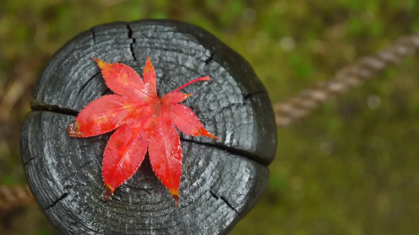 Napról napra hűvösebb lesz: már tudni, mikor érkezik meg tényleg az ősz