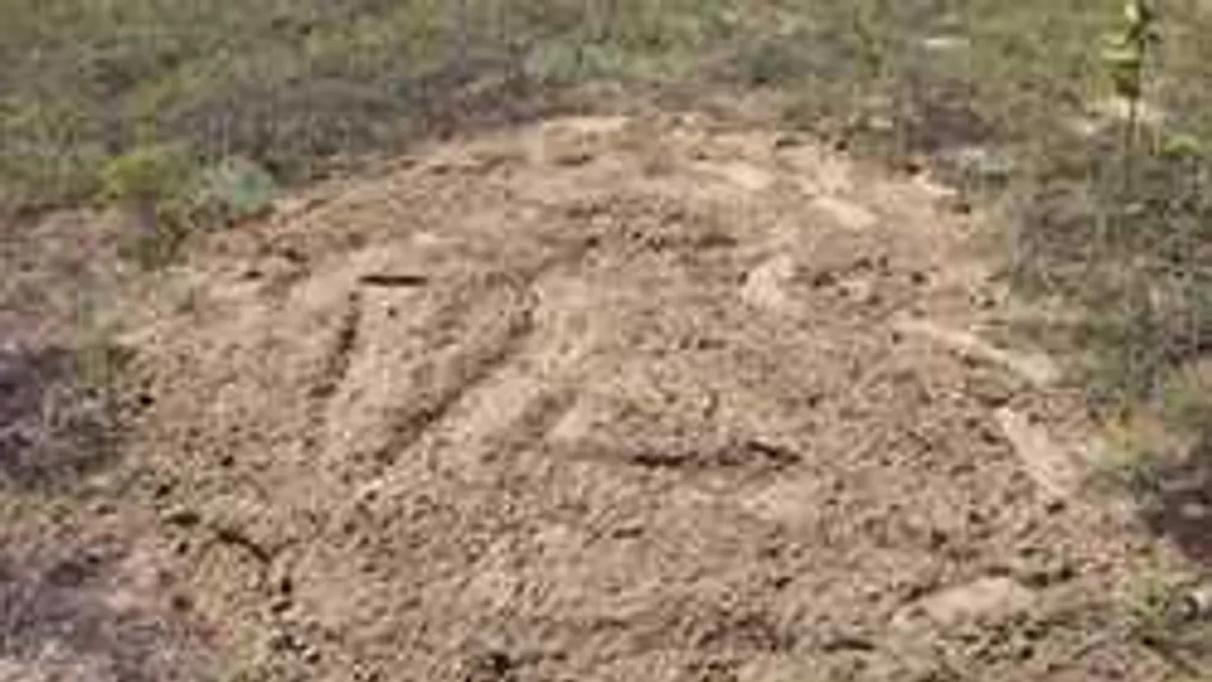 Lincseléstől félhet, eltűnt tanyájáról a balotaszállási állatkínzó