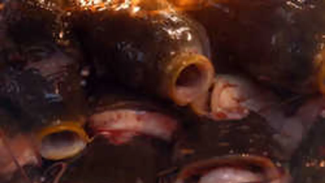 Kiderült, mégsem a vajhal ölte meg a Thaiföldön nyaraló magyart