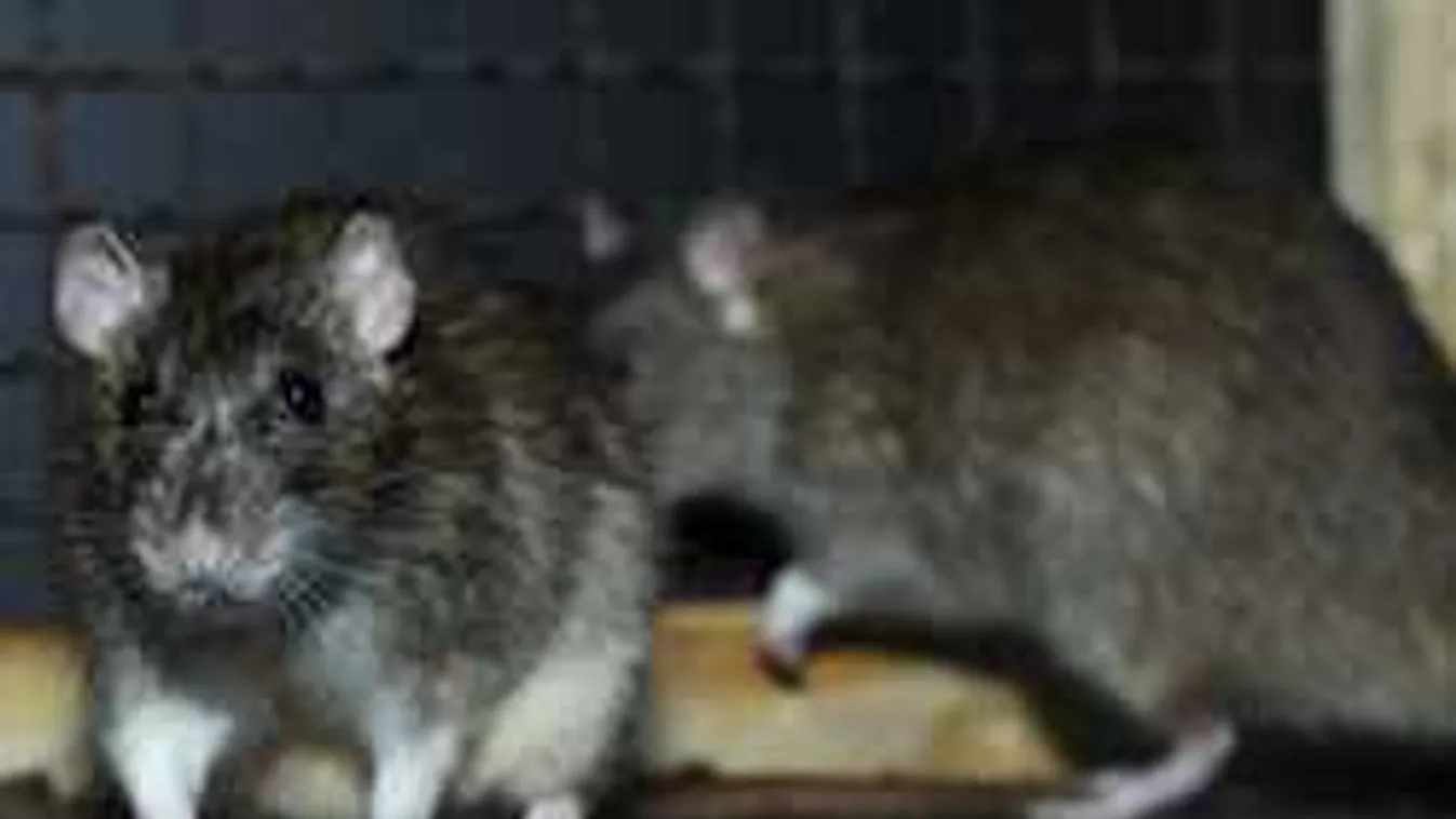 Így változott a patkányok száma Budapesten