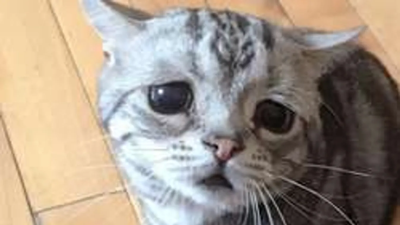 Tegyél félre mindent! Ettől a cicától leolvadsz a székedről!